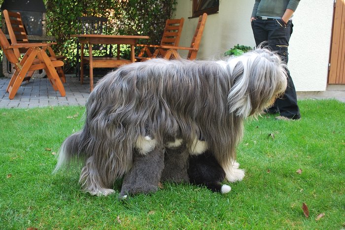 03_mlekarna_na_pochodu[1].jpg